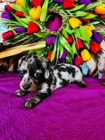 Vanessa, a female Miniature Dachshund for sale in Ardmore, OK – Photo 8 of 10