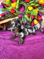 Vanessa, a female Miniature Dachshund for sale in Ardmore, OK – Photo 9 of 10