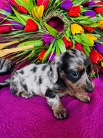 Vanessa, a female Miniature Dachshund for sale in Ardmore, OK – Photo 6 of 10