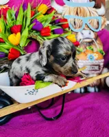 Vanessa, a female Miniature Dachshund for sale in Ardmore, OK – Photo 3 of 10