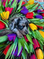 Vanessa, a female Miniature Dachshund for sale in Ardmore, OK – Photo 10 of 10