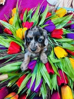 Vanessa, a female Miniature Dachshund for sale in Ardmore, OK – Photo 7 of 10