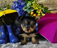 Miami, a female Yorkshire Terrier for sale in Ardmore, OK – 5 of 10