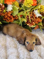 Boston (Longhair), a male Miniature Dachshund for sale in Ardmore, OK – 10 of 10