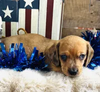 Jack Daniels , a male Miniature Dachshund for sale in Ardmore, OK – 7 of 8