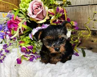 Madeleine , a female Yorkshire Terrier for sale in Ardmore, OK – 6 of 10