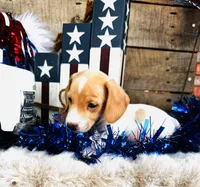 Jameson, a male Miniature Dachshund for sale in Ardmore, OK – 4 of 8
