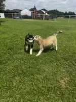 Turbo, a male Siberian Husky for sale in Ardmore, OK – 7 of 10