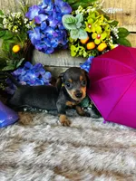 Jackie, a female Miniature Dachshund for sale in Ardmore, OK – 8 of 10