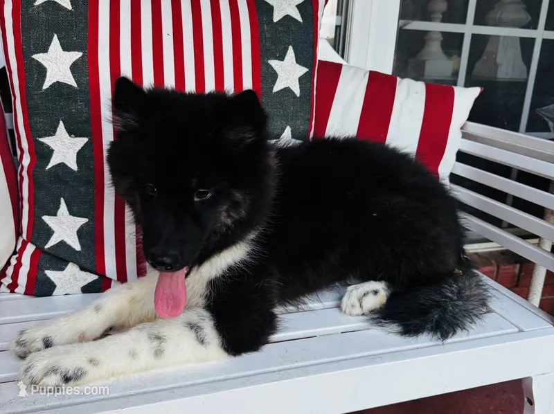 Sasha – Siberian Husky puppy for sale in Ardmore, OK