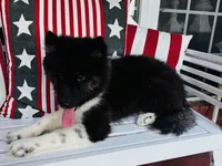 Sasha, a female Siberian Husky for sale in Ardmore, OK – 1 of 10