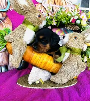 River LH, a male Miniature Dachshund for sale in Ardmore, OK – Photo 9 of 10