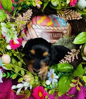 River LH, a male Miniature Dachshund for sale in Ardmore, OK – Photo 1 of 10