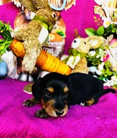 River LH, a male Miniature Dachshund for sale in Ardmore, OK – Photo 4 of 10