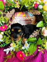 River LH, a male Miniature Dachshund for sale in Ardmore, OK – Photo 6 of 10