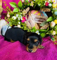 River LH, a male Miniature Dachshund for sale in Ardmore, OK – Photo 2 of 10