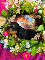 River LH, a male Miniature Dachshund for sale in Ardmore, OK – Photo 10 of 10