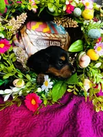 River LH, a male Miniature Dachshund for sale in Ardmore, OK – Photo 8 of 10