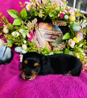 River LH, a male Miniature Dachshund for sale in Ardmore, OK – Photo 3 of 10