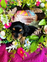 River LH, a male Miniature Dachshund for sale in Ardmore, OK – Photo 5 of 10