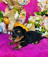 River LH, a male Miniature Dachshund for sale in Ardmore, OK – Photo 7 of 10