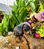 Jackie, a female Miniature Dachshund for sale in Ardmore, OK – 8 of 10