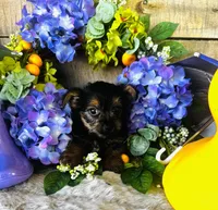 Lance , a male Yorkshire Terrier for sale in Ardmore, OK – 7 of 10
