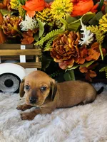 Tucker, a male Miniature Dachshund for sale in Ardmore, OK – 5 of 10