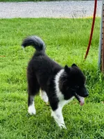 Sasha, a female Siberian Husky for sale in Ardmore, OK – 7 of 10