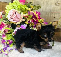 Roxie, a female Yorkshire Terrier for sale in Ardmore, OK – 3 of 10