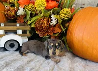 Stella, a female Miniature Dachshund for sale in Ardmore, OK – 2 of 10