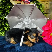 Gigi , a female Yorkshire Terrier for sale in Ardmore, OK – 4 of 10