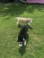Turbo, a male Siberian Husky for sale in Ardmore, OK – 8 of 10