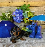 Rooster, a male Miniature Dachshund for sale in Ardmore, OK – 7 of 10