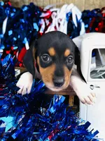 Brandy, a female Miniature Dachshund for sale in Ardmore, OK – 3 of 10