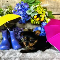 Miami, a female Yorkshire Terrier for sale in Ardmore, OK – 4 of 10
