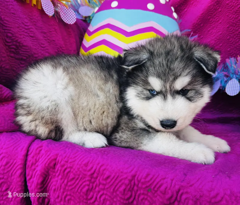 Talon – Siberian Husky puppy for sale in Ardmore, OK