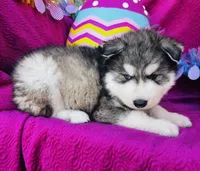 Talon, a male Siberian Husky for sale in Ardmore, OK – Photo 1 of 10