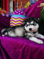 Talon, a male Siberian Husky for sale in Ardmore, OK – Photo 10 of 10