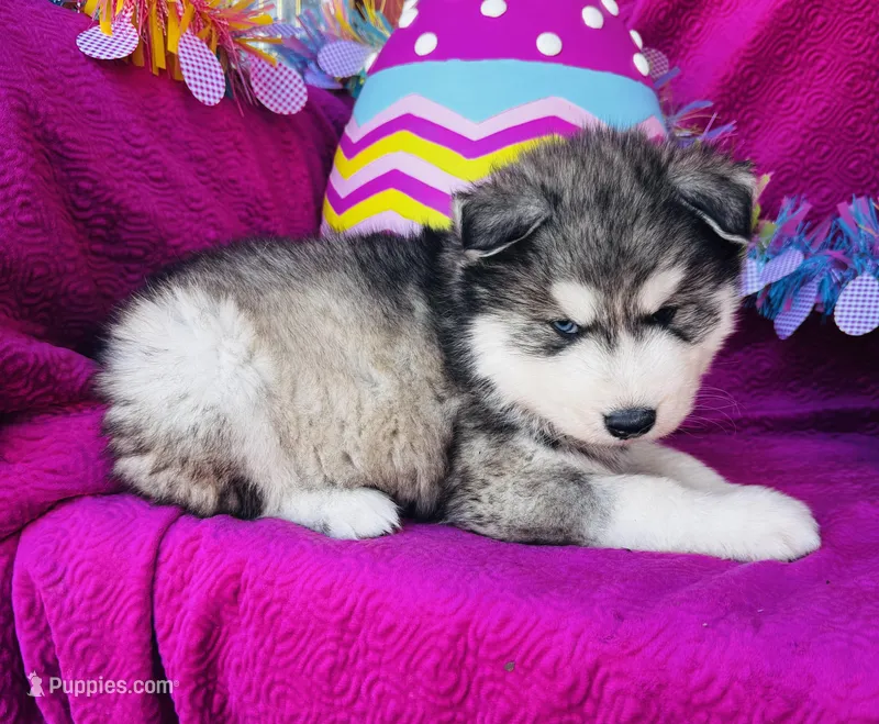 Talon – Siberian Husky puppy for sale in Ardmore, OK