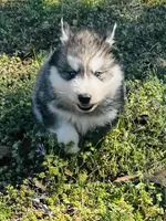 Talon, a male Siberian Husky for sale in Ardmore, OK – Photo 4 of 10