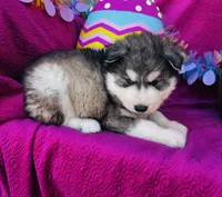 Talon, a male Siberian Husky for sale in Ardmore, OK – Photo 7 of 10