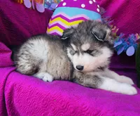 Talon, a male Siberian Husky for sale in Ardmore, OK – Photo 8 of 10