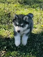 Talon, a male Siberian Husky for sale in Ardmore, OK – Photo 2 of 10