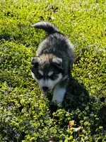 Talon, a male Siberian Husky for sale in Ardmore, OK – Photo 5 of 10