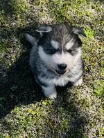 Talon, a male Siberian Husky for sale in Ardmore, OK – Photo 6 of 10