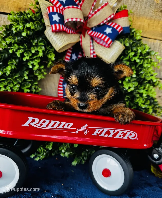 Gigi , a female Yorkshire Terrier for sale in Ardmore, OK – 1 of 10