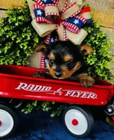 Gigi , a female Yorkshire Terrier for sale in Ardmore, OK – 1 of 10