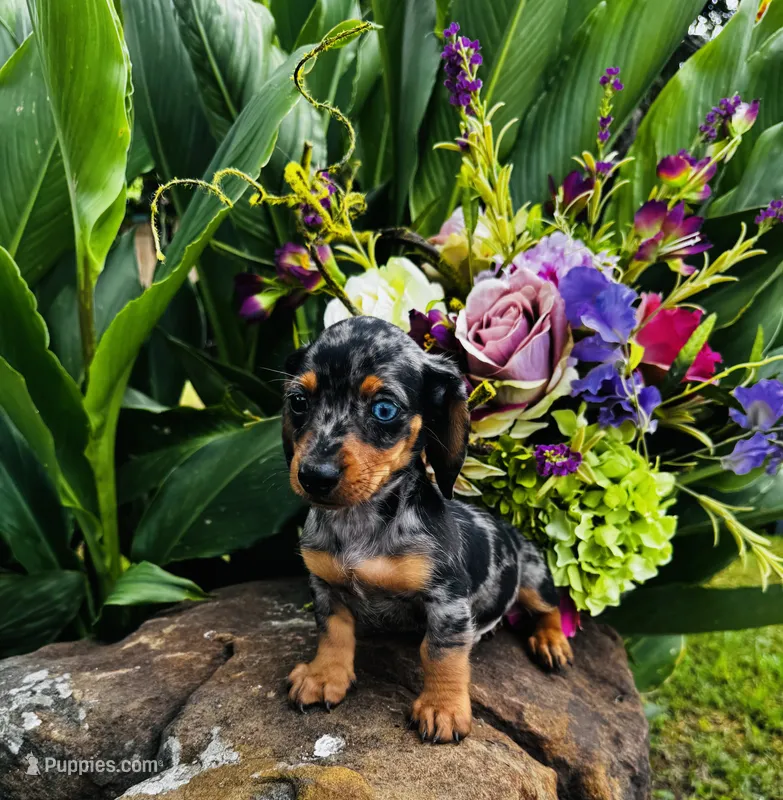 Rooster – Miniature Dachshund puppy for sale in Ardmore, OK