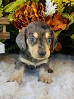 Jax (Longhair), a male Miniature Dachshund for sale in Ardmore, OK – 3 of 10